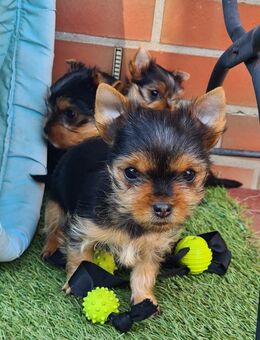 Reinrassige Yorkshire-Terrier mit Ahnentafel - Garrel