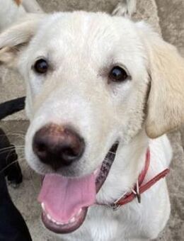 Littlefoot, geb. ca. 04/24, lebt in GR - Euskirchen