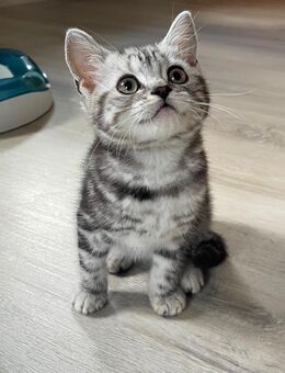 Bezaubernde bkh Kitten black silver tabby classic mit Papiere, absolut exklusiv - Bad Staffelstein