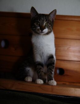 Katzenkind SUKI sucht ihr Zuhause! - Berlin