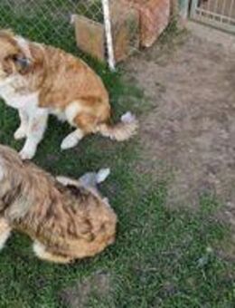 Border Collie sucht nette Hundeliebhaber - Pragsdorf