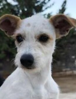 Verena - Zuhause gesucht - Duisburg