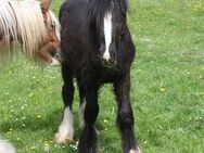 Toller schwarzer Irish Cob - Calden