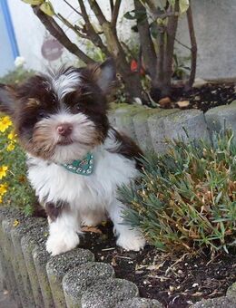 Yorkshire Terrier Biro Welpe Rüde - Stolberg (Rheinland, Kupferstadt)