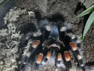 Brachypelma Harmorii - Coesfeld