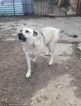Raya, große Zuckerschnute zum Verlieben - Berlin