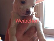 Chihuahua Welpen - Lichtenfels (Hessen)