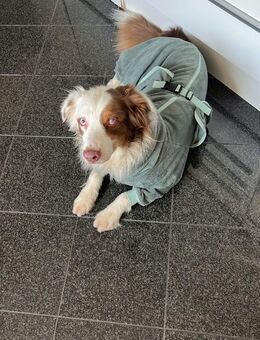 Fiete - Sportlicher Aussie Rüde - Schlitz