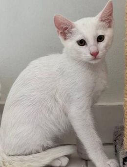 Malfoy - alles andere als ein Bösewicht - Kirchheim (München)