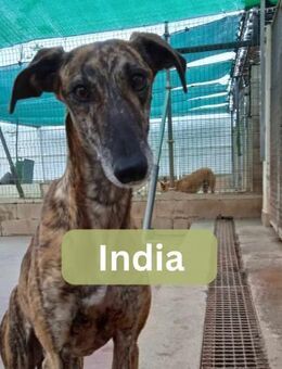 INDIA, w., kastr., Galgo, ca. 60 cm - Sipplingen