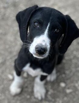 Freddie - Aufgeschlossener, junger Rüde - Berlin