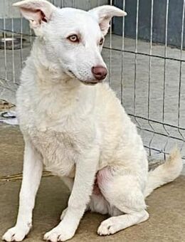 GINA - mit bernsteinfarbenen Augen - Weilheim (Oberbayern)