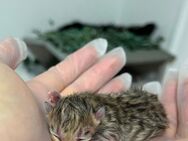 Zwei süße katzenbabys und BKH MAMA ( 1 jahr alt ) - Frankfurt (Main) Riederwald