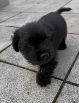Malteser-Yorkshire-Terrier-Mix-Rüden - Marl (Nordrhein-Westfalen)