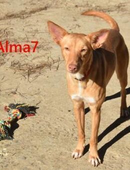 Alma7 zutraulich u.sozial 06/25 ESP - Ruppertsecken