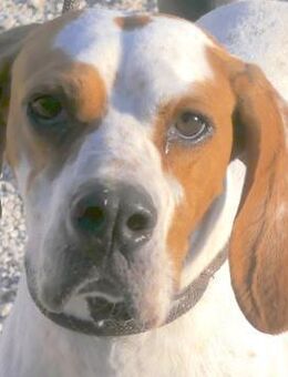 Priya -liebt Menschen und Bälle- - Oldenburg