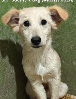 Nugget - Team Luana - Rinteln