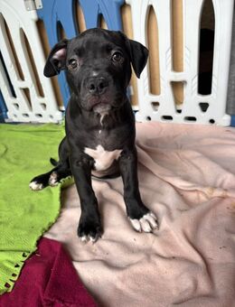 Xl american bully - Gera