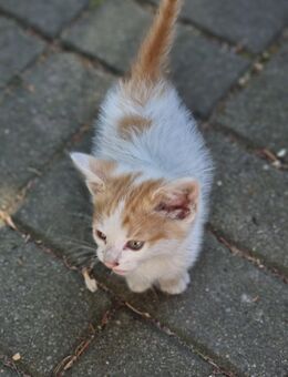 Maine Coon Mix Kitten - Jämlitz-Klein Düben