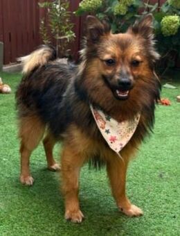 Lilo - Spitzmix sucht Zuhause - Chemnitz