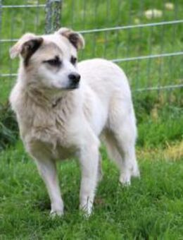 Pinti - goldiger, kleiner Jungrüde - Lohra