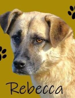 REBECCA sucht kuscheliges Zuhause - Gefrees