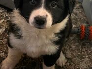 Border Collie Welpen - Eitorf