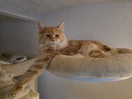 Maine Coon - Herzberg (Harz)