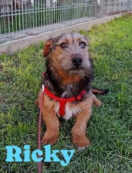 Ricky auf der Suche nach seiner Familie - Bissingen