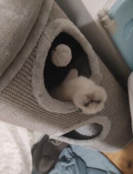 Schönen Baby Katzen - Berlin Mitte