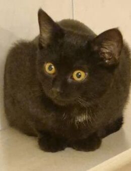 Baghi, süßer Jungkater - Heinsdorfergrund