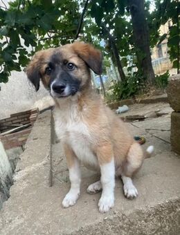 Choco - eine Fellnase sucht Liebe - Grevenbroich