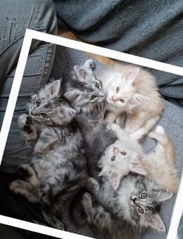 Maine Conn Kitten - Mühlhausen (Thüringen)