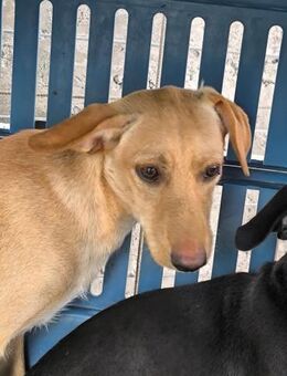 Ari - Lorsch (Karolingerstadt)