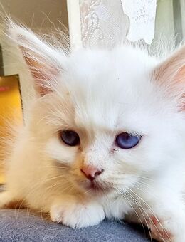 Heilige Birma Kitten/Mädchen - Overath