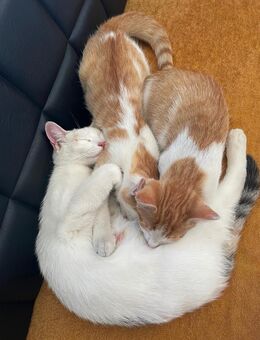 2 junge Süße Kater abzugeben - Bautzen Zentrum