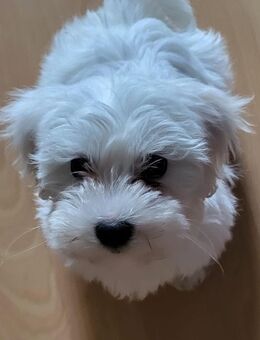 Mini Malteser 4 Monate alt, sucht neues Zuhause - Köln