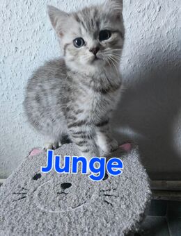 Britisch kurzhaar kitten - Hambergen