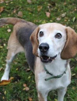 Otto, Sonnenschein auf 4 Pfoten - Neuhausen (Spree)
