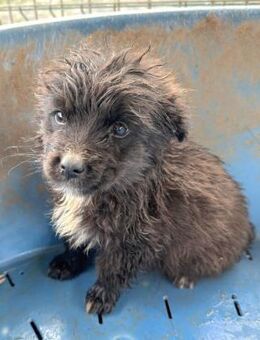 Welpenbub Brownie 🤎 - Laufen