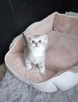BKH Katerchen in Silver/Tabby - Heldrungen