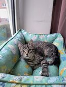 Katzenkind sucht liebevolles Zuhause in 24143