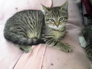 Katzen babies 3 Monate alt sind abzugeben - Berlin Charlottenburg-Wilmersdorf