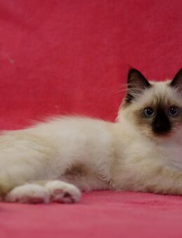 Heilige Birma-Ragdoll kitten - Iserlohn