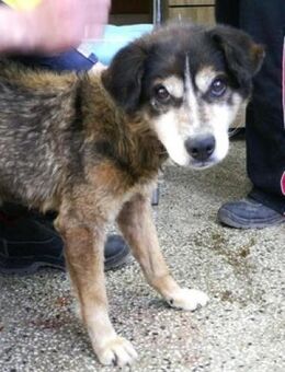 Willi ist ein lieber + sanfter Schatz! - Karben