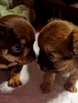 2 Chihuahua-Welpen ab Ende Januar 2026 abzugeben - Illingen (Baden-Württemberg)