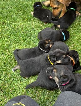 Süße Schäferhund-Mix-Welpen - Völpke