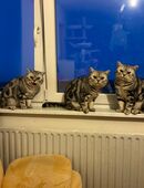 Bkh Kater zu verkaufen in 67657