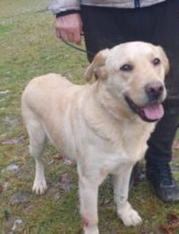 Aufgeschlossener Pinkman sucht Familie - München