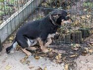 Blacky wartet auf liebevolle Menschen - Nordwalde